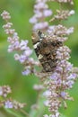 Monk`s pepper, Lilac Vitex agnus-castus with butterfly